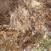 زمین-زعفران-با-اب