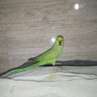 ملنگو جفت