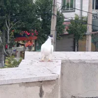 دوتا شصتی قشنگ پرنده زنبور