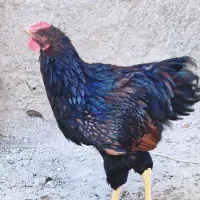 خروس خوش هیکل