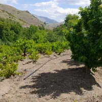 باغ کشاورزی یمینان