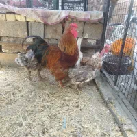 مرغ.خروس