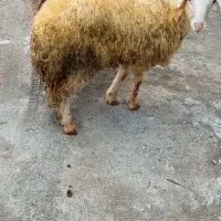 کاور بره گوسفند میش