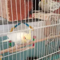 عروس هلندی مولد