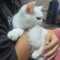 واگذاری .۳ ماهه