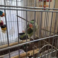 شاه طوطی و عروس هلندی