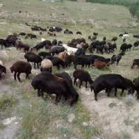 پخش گوسفند گوساله زنده