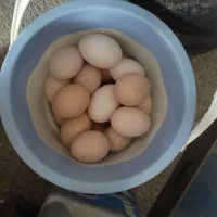 تخم مرغ محلی