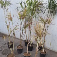 دراسنا پرچمی ارتفاع دار چند شاخه فوق العاده خاص