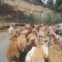 گوسفند سرا،با تمامی نژادهای موجود