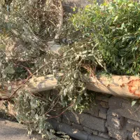 تنه درخت اکالیپتوس