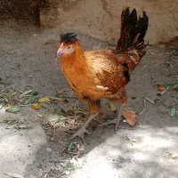 ۱عددمرغ۵ماهه خوش رنگ سالم زبل..
