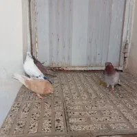 انواع کبوتر