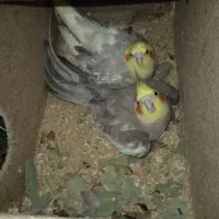 عروس هلندی