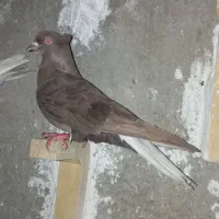 کبوتر دم سفید