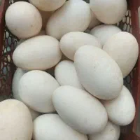 فروش تخم غاز و اردک روسی