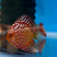 دیسکس ۲ اینچ