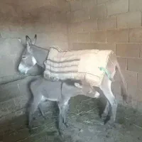 الاغ ماده فروشی