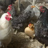 مرغ ،خروس،غاز و تخم‌مرغ