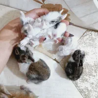 توله خرگوش کوچیک