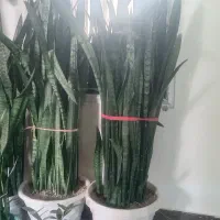 گل سانسوریا