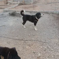 سگ نر قدرجونی معاوضه با مرغ