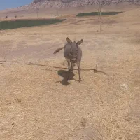 خر فروش سر حال گله ای
