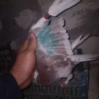 کفتر|پرنده|چهاربرج, |دیوار