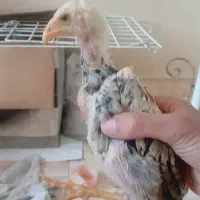 جوجه های اوشامو درجه ا