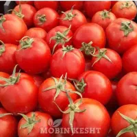 اب گیری گوجه