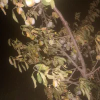 باز کنید میارم خودم پوس میکنم .چهاریک.