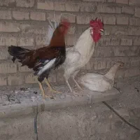 مرغ و خروس