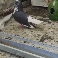 کبوتر قاره دم سفید مهر