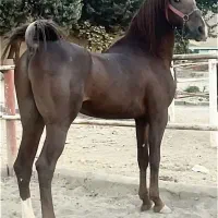 سیلمی جهت کشش