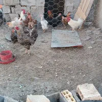 خروس بزرگ