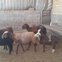 4میش بره