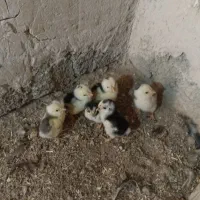 مرغ و جوجه