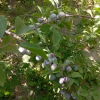 لواشک نصفه ای درست میکنم