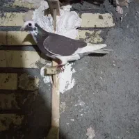 کفتر صید پرشی تبعیدی