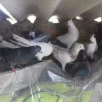 کبوتر|پرنده|اصفهان, ناصرخسرو|دیوار