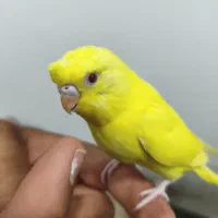 مرغ عشق هلندی کاکلی دستی