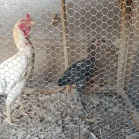 مرغ خروس لاری