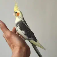 عروس هلندی جفت تک دستی