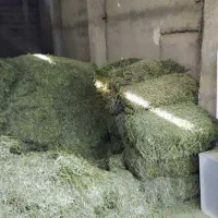 کاه یونجه درجه یک