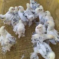 انواع جوجه تخم نطفه دار یکروزه هفت روزه دوهفته