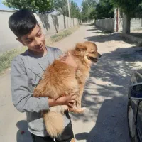 توله پامر روباهی