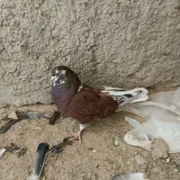 یک جفت پرشی|پرنده|زابل, |دیوار