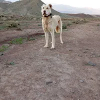 سگ سرابی|سگ|مرند, |دیوار