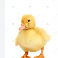 جوجه گوشی ، اردک