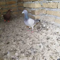 سبز پلاکی گرفتنی